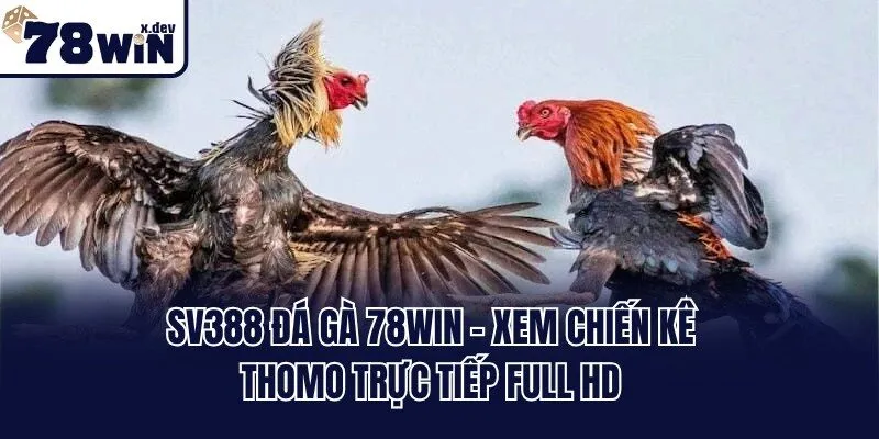 Sv388 Đá Gà 78win - Xem Chiến Kê Thomo Trực Tiếp Full HD
